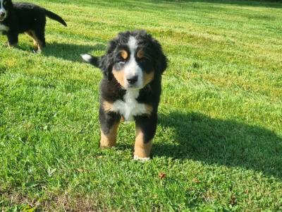 Bernese Mountain Pups