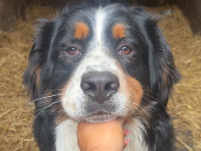 Bernese Mountain Pups