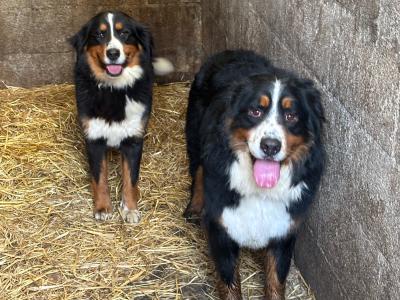 Bernese Mountain Pups