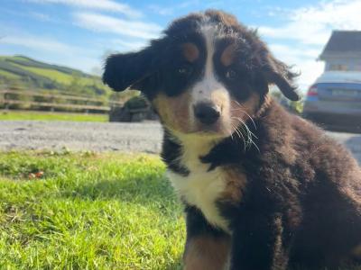 Bernese Mountain Pups