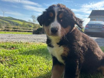 Bernese Mountain Pups