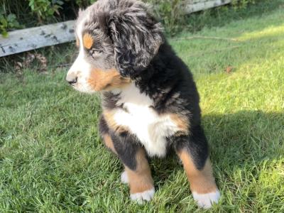 Bernese Mountain Pups