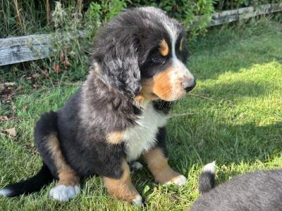 Bernese Mountain Pups