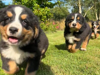 Bernese Mountain Pups