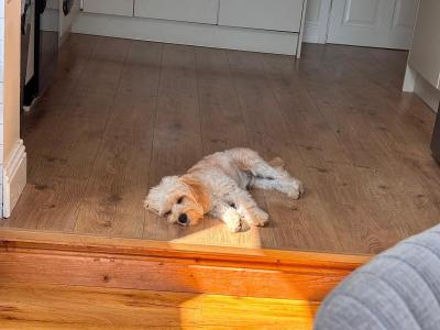 Looking for a loving new home for our gorgeous puppy Cooper