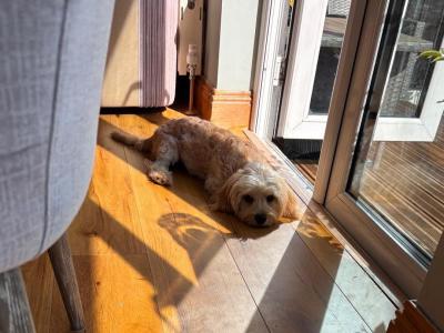 Looking for a loving new home for our gorgeous puppy Cooper