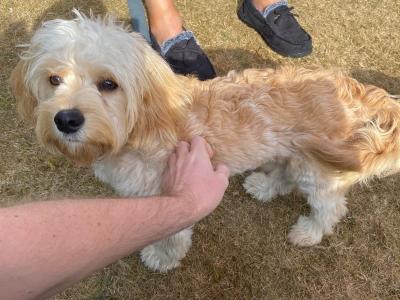Looking for a loving new home for our gorgeous puppy Cooper