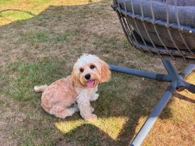 Looking for a loving new home for our gorgeous puppy Cooper