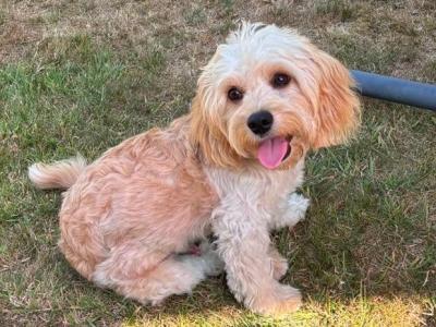 Cooper is a 7 month old male Cavachon puppy in Dublin who is looking for a loving new home