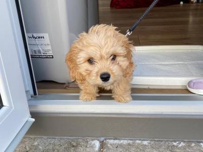 Looking for a loving new home for our gorgeous puppy Cooper