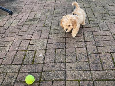 Looking for a loving new home for our gorgeous puppy Cooper