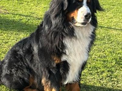 Bernese Mountain Dog puppies in Kilkenny