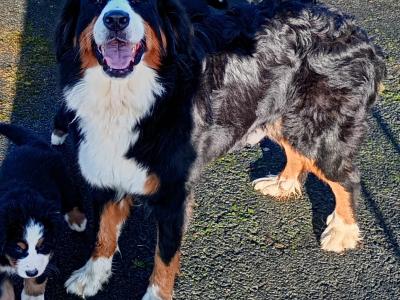 Bernese Mountain Dog puppies in Kilkenny
