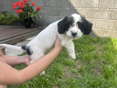 Adorable Bichon x Springer pups 2 females
