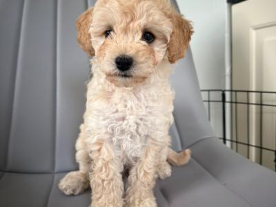 Teddy Pups - Bichon x Poodle 1 male 1 female