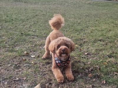 Teddy Pups - Bichon x Poodle 1 male 1 female