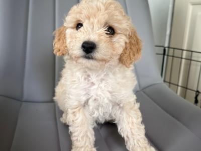Teddy Pups - Bichon x Poodle 1 male 1 female