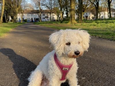 Teddy Pups - Bichon x Poodle 1 male 1 female