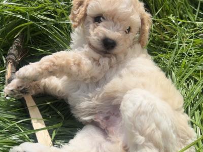 Teddy Pups - Bichon x Poodle 1 male 1 female