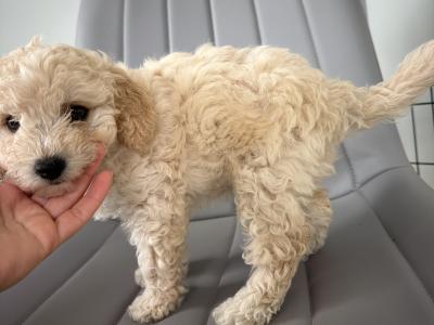 Teddy Pups - Bichon x Poodle 1 male 1 female