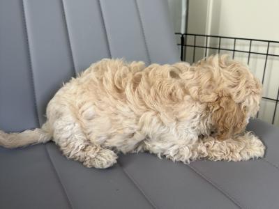 Teddy Pups - Bichon x Poodle 1 male 1 female