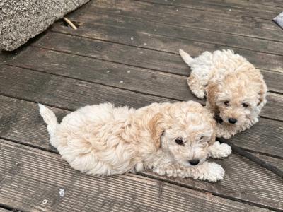 Teddy Pups - Bichon x Poodle 1 male 1 female