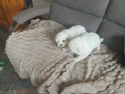 Bichon maltese pups for sale