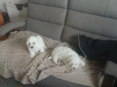 Bichon maltese pups for sale