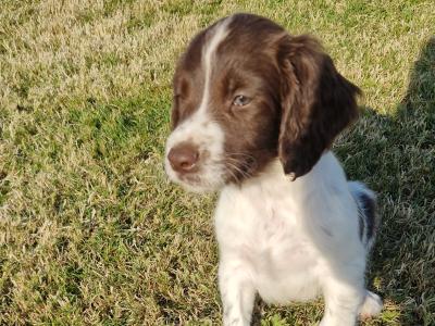 Springer Spaniel pups for sale