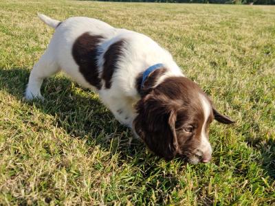 Springer Spaniel pups for sale