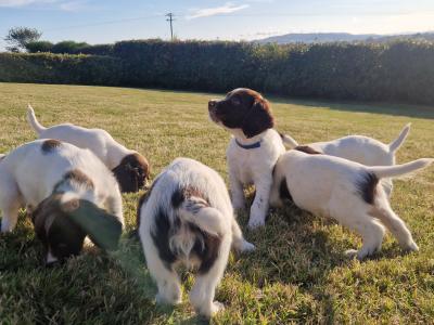 Springer Spaniel pups for sale