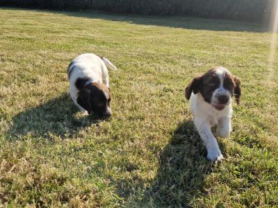 Springer Spaniel pups for sale