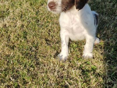 Springer Spaniel pups for sale