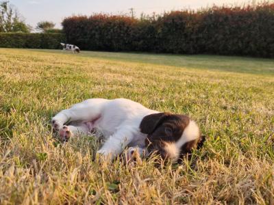 Springer Spaniel pups for sale