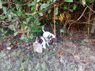 Springer Spaniel pups for sale