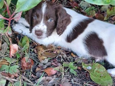 Springer Spaniel pups for sale