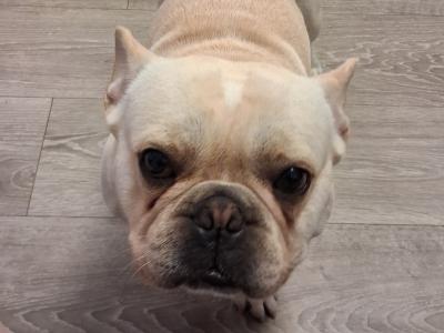 Old English Bulldog X French Bulldog mix