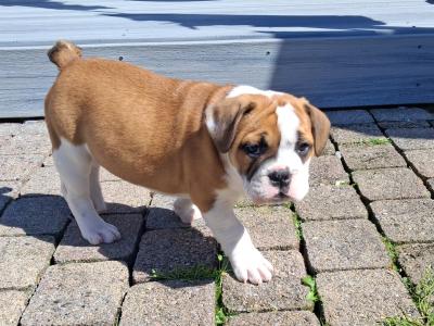 Old English Bulldog X French Bulldog mix