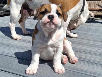 Old English Bulldog X French Bulldog mix