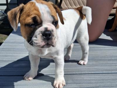 Old English Bulldog X French Bulldog mix