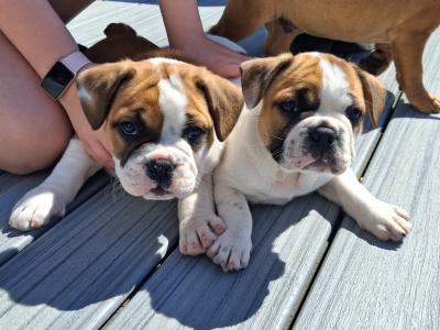 Old English Bulldog X French Bulldog mix
