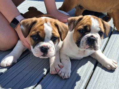Old English Bulldog x French Bulldog puppy 4 months old in Galway