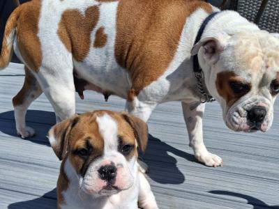 Old English Bulldog X French Bulldog mix