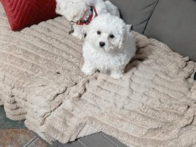 Bichon maltese pups for sale