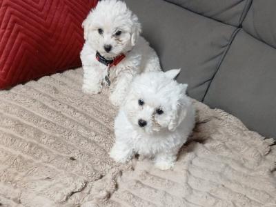 Bichon maltese pups for sale