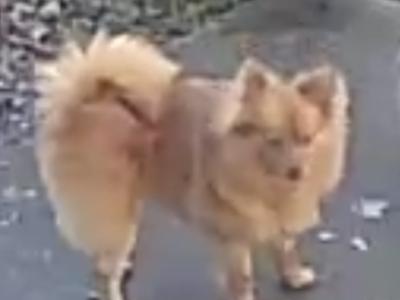 1-yr old Pomeranian for sale
