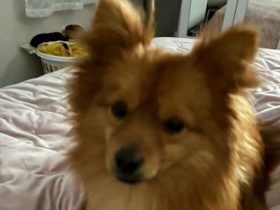 1-yr old Pomeranian for sale