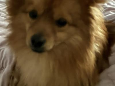 1-yr old Pomeranian for sale