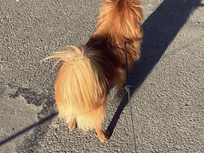 1-yr old Pomeranian for sale