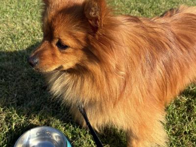 1-yr old Pomeranian for sale